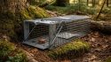 découvrez comment piéger efficacement une martre grâce à nos conseils pratiques et méthodes éprouvées pour protéger votre maison et vos biens.