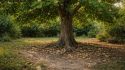 découvrez les 7 inconvénients essentiels du tulipier de virginie à connaître avant de planter cet arbre dans votre jardin. conseils pour un choix éclairé.